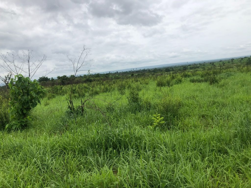 Blood on the farm: The tragic farmer-herder crises in Ondo that left many dead