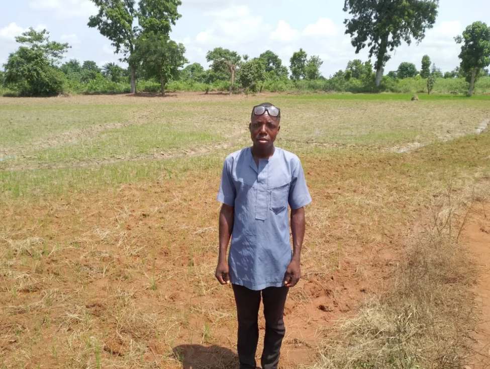 Inside the big business of Abakiliki rice farming