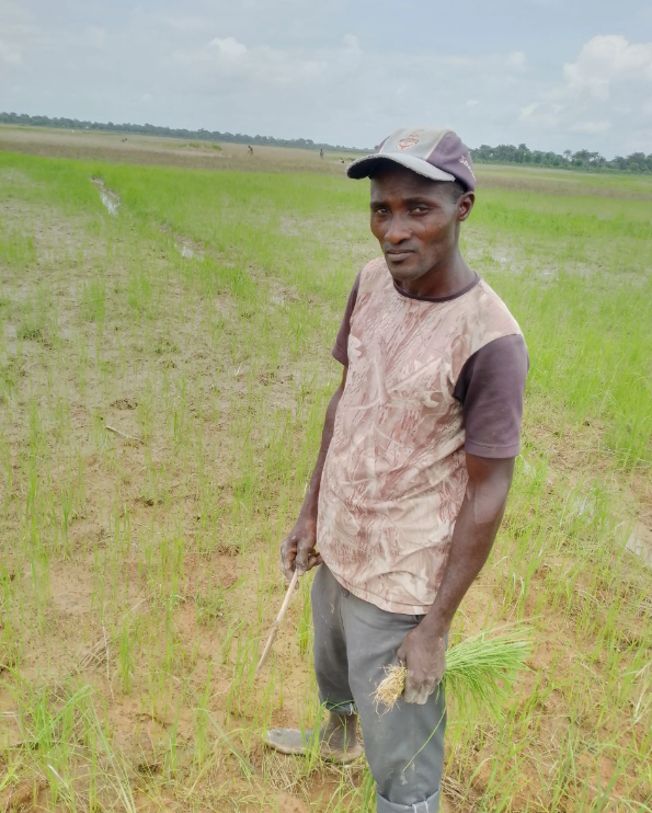 Inside the big business of Abakiliki rice farming